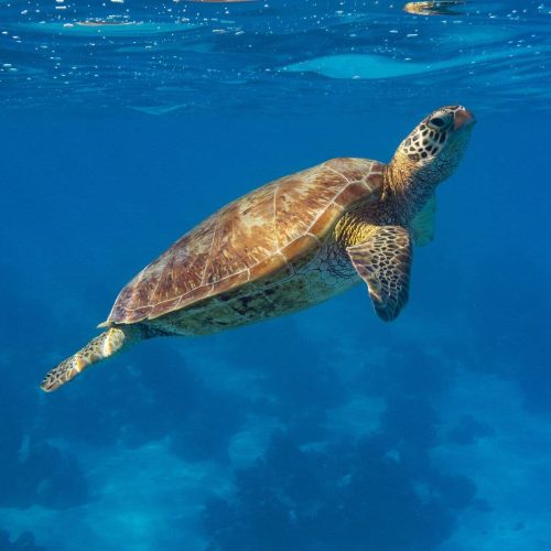 Lav opløsning-87 PolynésieFrançaise_MOOREA_GREEN TURTLE©StudioPONANT-JulietteLECLERCQ (1)